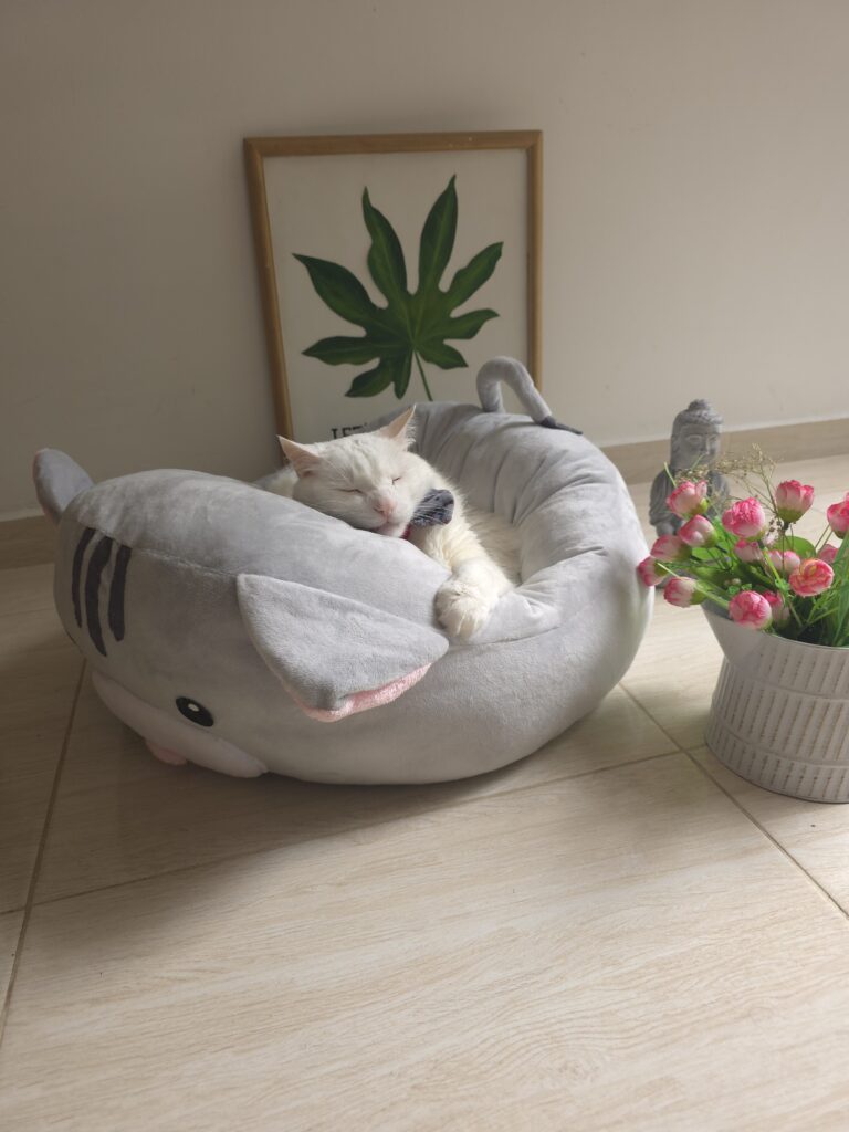 Gatito Kawaii