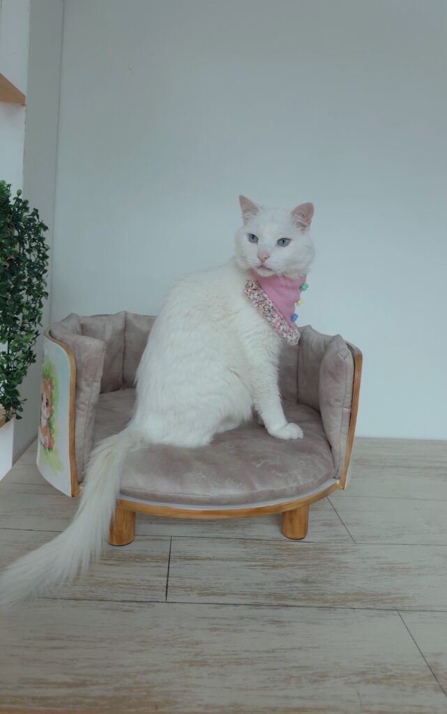 Camita gato